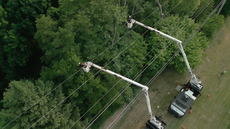 Professional Tree Care Services in St James, NC